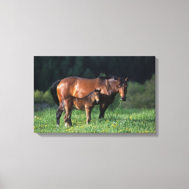 Thoroughbred Mare & Foal 1 Canvas Print (Front)