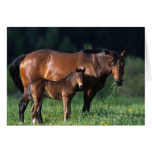 Thoroughbred Mare & Foal 1 Cards (Front Horizontal)