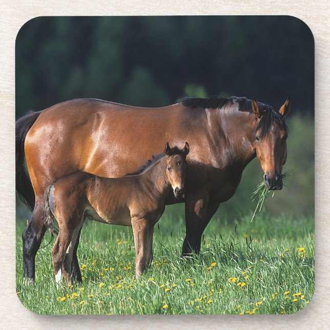 Thoroughbred Mare & Foal 1 Coaster (Front)
