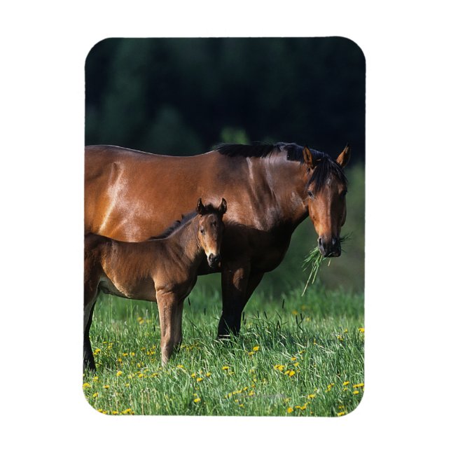 Thoroughbred Mare & Foal 1 Magnet (Vertical)