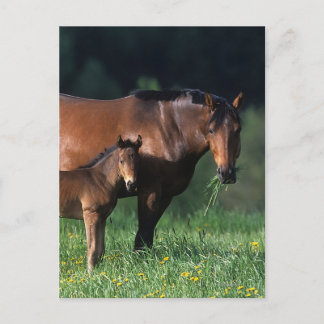 Thoroughbred Mare & Foal 1 Postcard