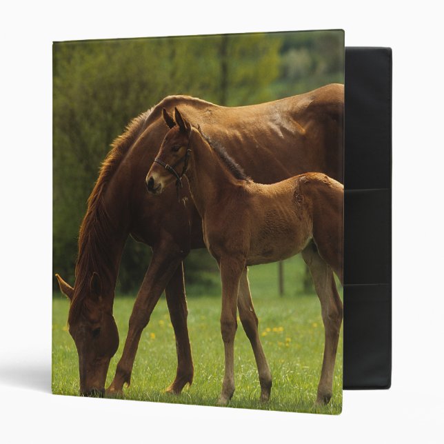 Thoroughbred Mare & Foal 2 Binder (Front/Inside)