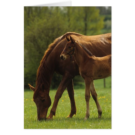 Thoroughbred Mare & Foal 2 Cards (Front)
