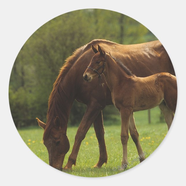 Thoroughbred Mare & Foal 2 Classic Round Sticker (Front)