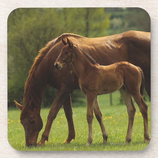 Thoroughbred Mare & Foal 2 Drink Coaster (Front)