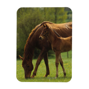 Thoroughbred Mare & Foal 2 Magnet