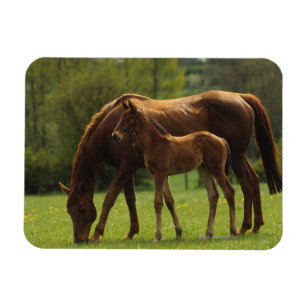 Thoroughbred Mare & Foal 2 Magnet