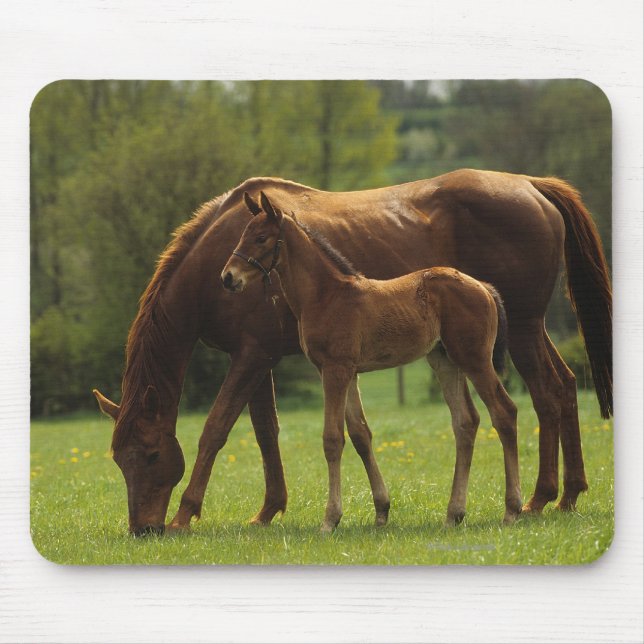Thoroughbred Mare & Foal 2 Mouse Pad (Front)