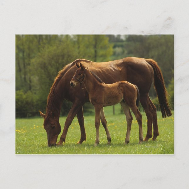 Thoroughbred Mare & Foal 2 Postcard (Front)