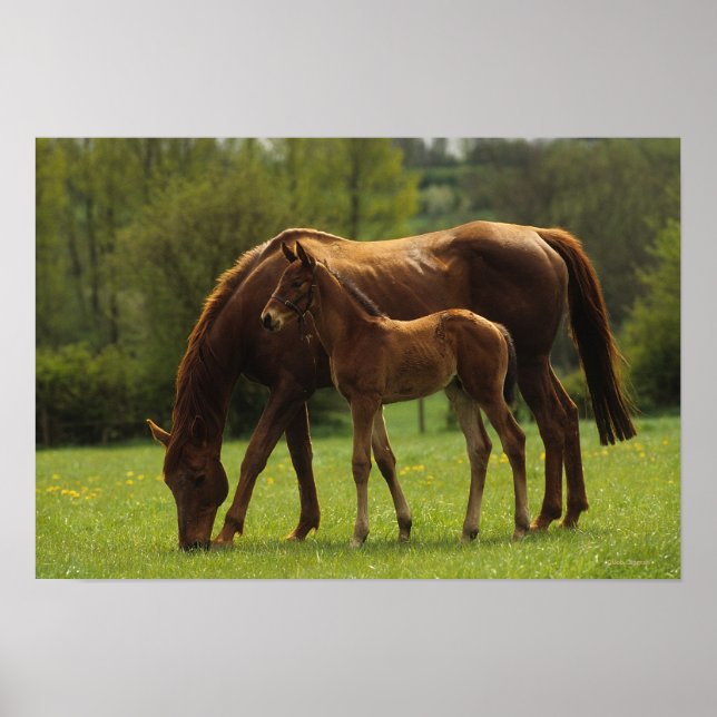 Thoroughbred Mare & Foal 2 Poster (Front)
