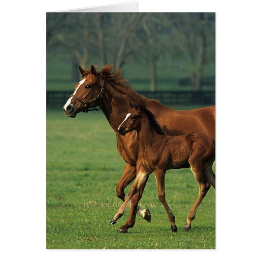 Thoroughbred Mare & Foal 3 Cards (Front)