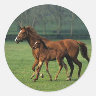 Thoroughbred Mare & Foal 3 Classic Round Sticker