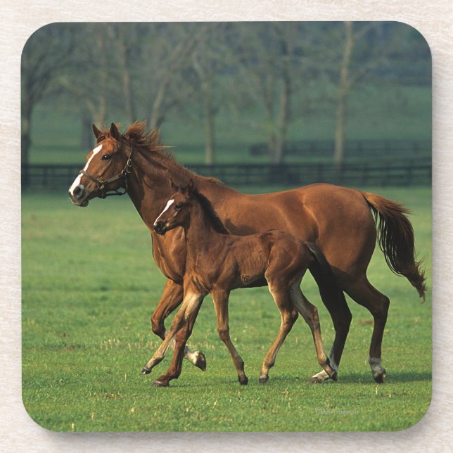 Thoroughbred Mare & Foal 3 Coaster (Front)