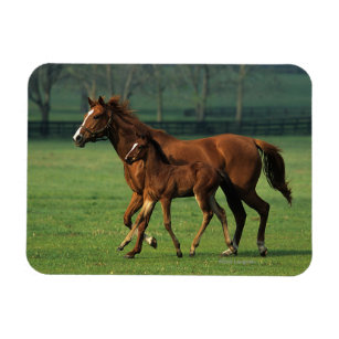 Thoroughbred Mare & Foal 3 Magnet