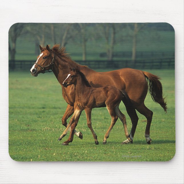 Thoroughbred Mare & Foal 3 Mouse Pad (Front)