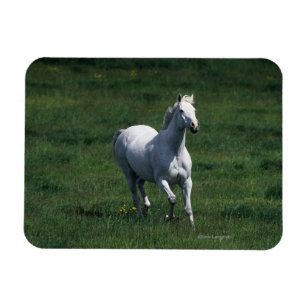 Thoroughbred Mare Magnet