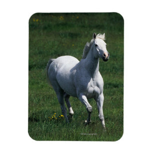 Thoroughbred Mare Magnet