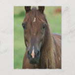 Thoroughbred Race Horse Postcard