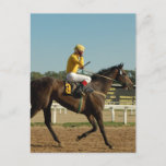 Thoroughbred Race Horse Postcard