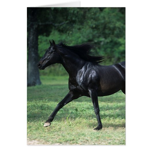 Thoroughbred Running Cards (Front)