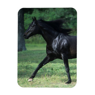 Thoroughbred Running Magnet