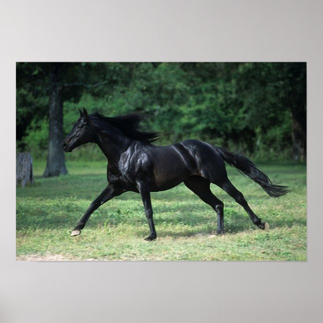 Thoroughbred Running Poster (Front)