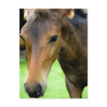 Thoroughbred Selections Postcard