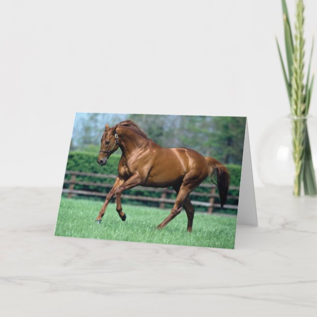 Thoroughbred Stallion, Ireland Card (Front)