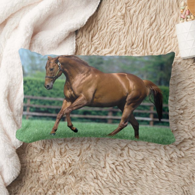 Thoroughbred Stallion, Ireland Lumbar Pillow (Blanket)