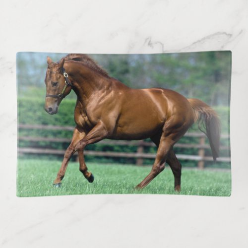 Thoroughbred Stallion Ireland Trinket Tray