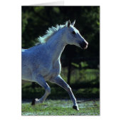 Thoroughbred Stallion Running (Front)