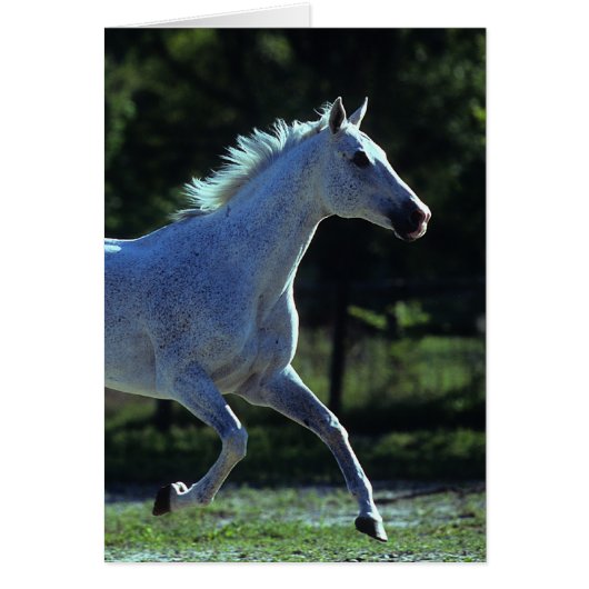 Thoroughbred Stallion Running Cards (Front)