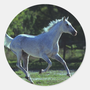Thoroughbred Stallion Running Classic Round Sticker