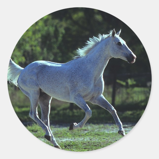Thoroughbred Stallion Running Classic Round Sticker (Front)