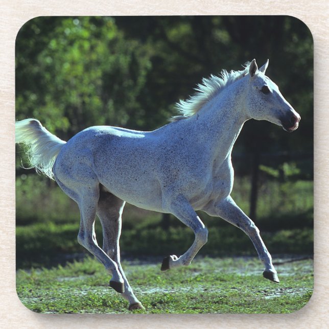 Thoroughbred Stallion Running Coaster (Front)