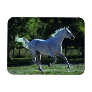 Thoroughbred Stallion Running Magnet