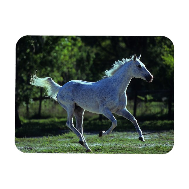 Thoroughbred Stallion Running Magnet (Horizontal)