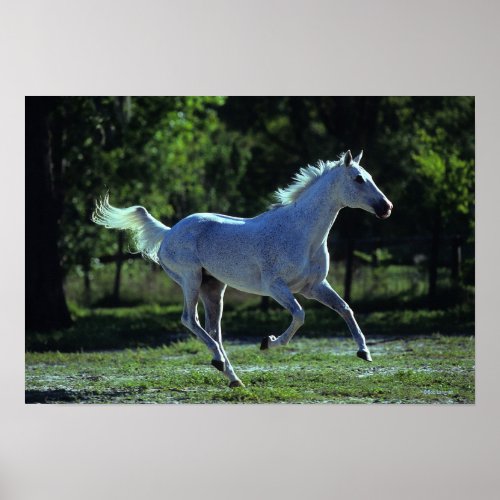 Thoroughbred Stallion Running Poster