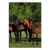 Thoroughbred Yearlings (Front)
