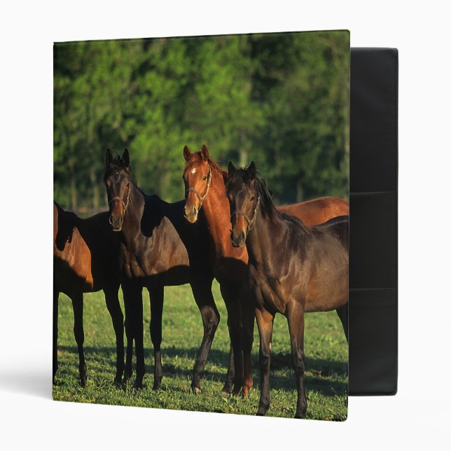 Thoroughbred Yearlings Binder (Front/Inside)