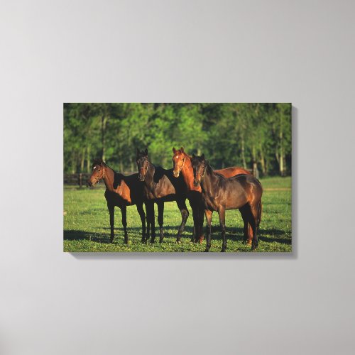 Thoroughbred Yearlings Canvas Print
