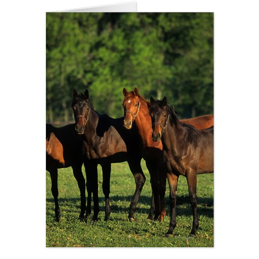 Thoroughbred Yearlings Cards (Front)