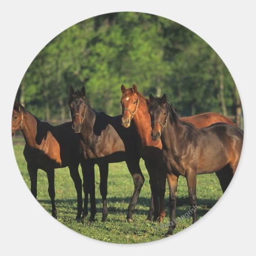 Thoroughbred Yearlings Classic Round Sticker