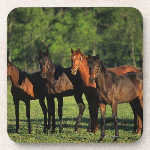 Thoroughbred Yearlings Coaster