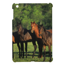 Thoroughbred Yearlings Cover For The iPad Mini