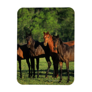 Thoroughbred Yearlings Magnet