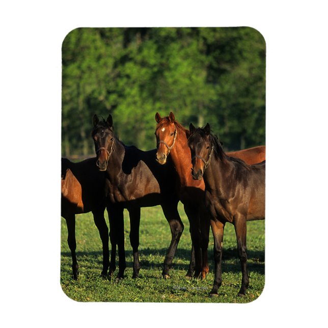 Thoroughbred Yearlings Magnet (Vertical)