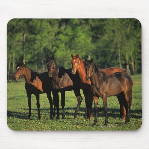 Thoroughbred Yearlings Mouse Pad