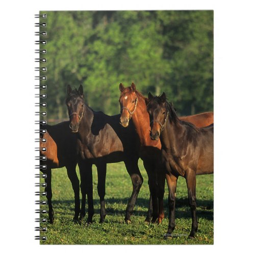 Thoroughbred Yearlings Notebook