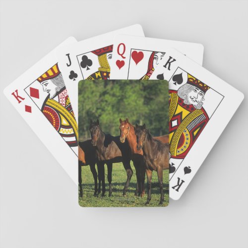 Thoroughbred Yearlings Playing Cards